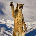cat high five