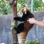 Please NO red Panda