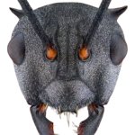 ant head