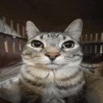 cat staring at camera