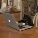 Cat mashing keyboard GIF Template