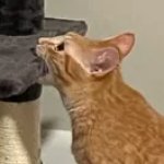 Orange Cat Biting a Cat Tree