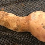 Dick Tater