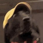 Dog with yellow hat GIF Template