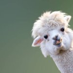 Hey girl alpaca