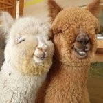 Bestie alpaca