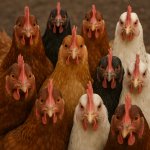 bro, you got the whole flock laughing template