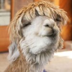 Happy Alpaca