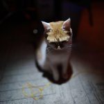 sad cat in spotlight