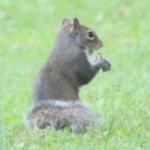 Squirrel Caught