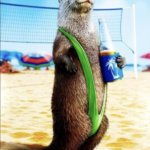 Otter
