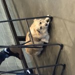 Sad Doggo