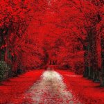 Red trees