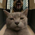 Nonchalant Cat