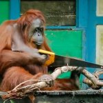 Monkey Saw