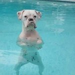 Pool dog