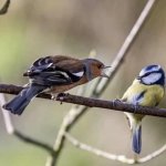 bird screaming
