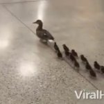 ducks GIF Template