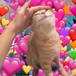 Kitty Love