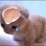 Smooth brain cat