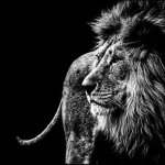 The lion