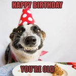 Happy birthday! | HAPPY BIRTHDAY; YOU'RE OLD | image tagged in birthday dog | made w/ Imgflip meme maker