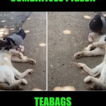 Funny | COMBATIVES PIGEON; TEABAGS WRESTLING CAT | image tagged in funny,combat,wrestling,pigeon,cat,tea | made w/ Imgflip meme maker