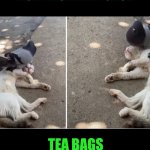 Funny | MUAY BORAN PIGEON; TEA BAGS BOXING CAT | image tagged in funny,thai,fighter,dunk,boxer,balls | made w/ Imgflip meme maker