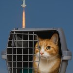 Astronaut Cat
