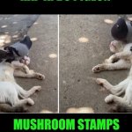 Funny | HAP KI DO PIGEON; MUSHROOM STAMPS TAE KWON DO CAT | image tagged in funny,korea,martial arts,pigeon,cat,mushroom | made w/ Imgflip meme maker