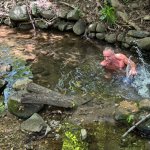 rfk getting cholera in rock creek park