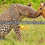 It over for you brochacho