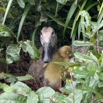 Don’t talk to me or my duckling ever again