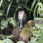 Don’t talk to me or my duckling ever again