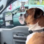 Dog staring at other dog