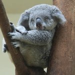 Sleepy Koala