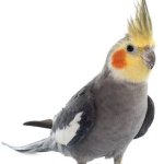 cockatiel