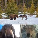 Bear and Wolf Faceoff
