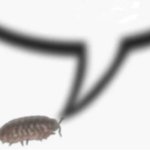 Bug says