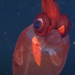 funny fish
