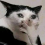 cat funny