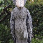 Murder Stork