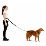 dog in leash