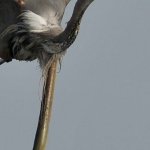 Electric Eel Escapes Birds Stomach