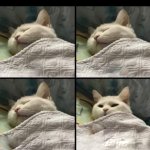 cat sleeping then waking up meme
