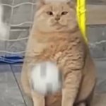 Bullied Cat