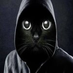 Black cat at in a hood meme