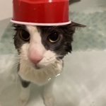 soggy wet cat