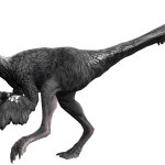 Struthiomimus (JWA Design)