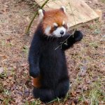 red panda